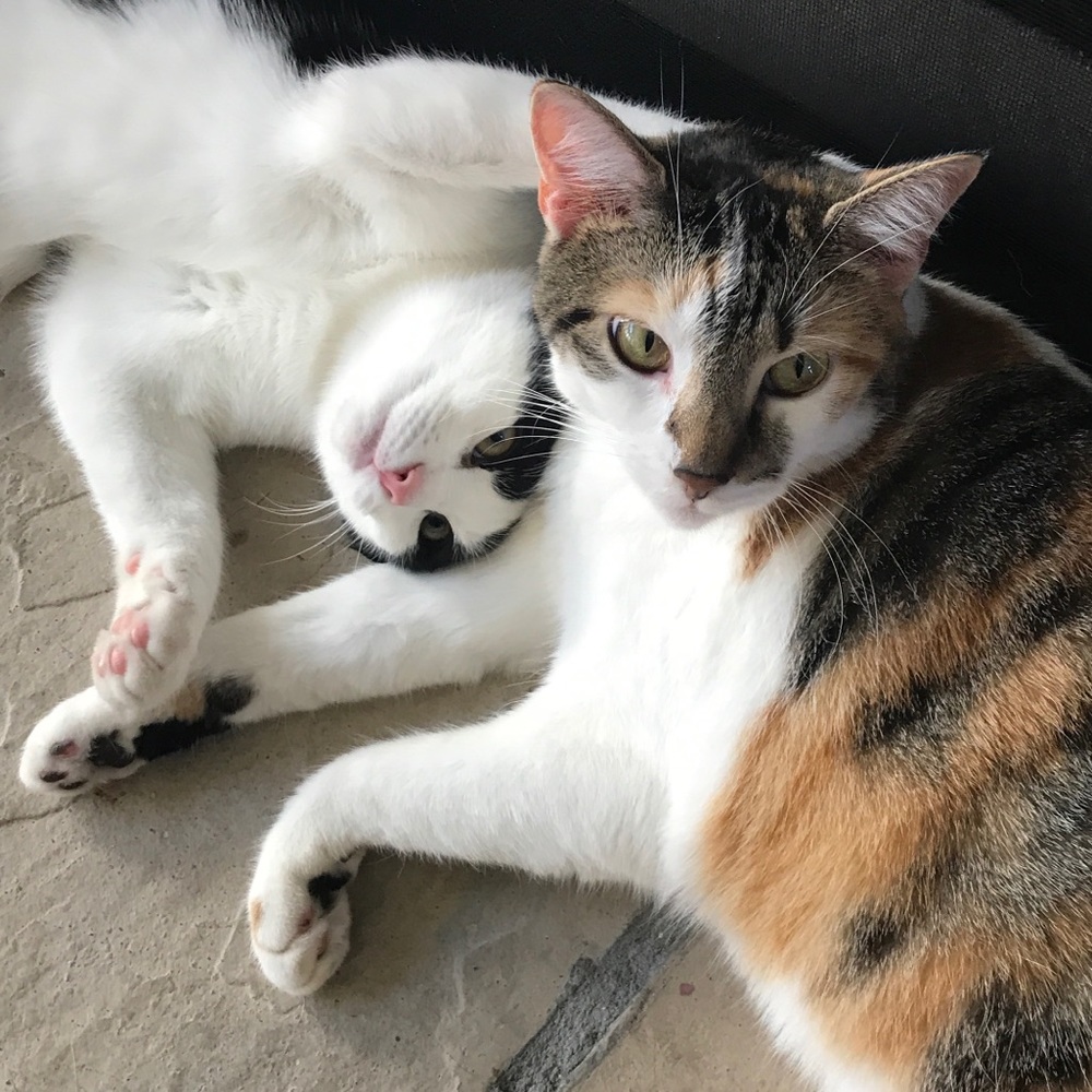 Meet your Posher, Rachel